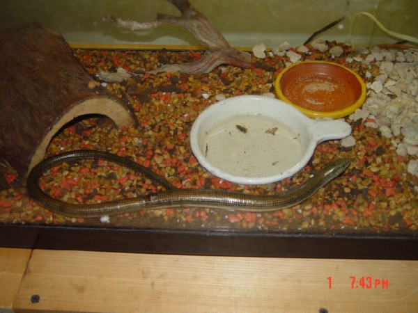 Heres Flashy our 19 inch LegLess Lizard