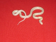 Here is Our Lavender (Striped Albino Califorina King)