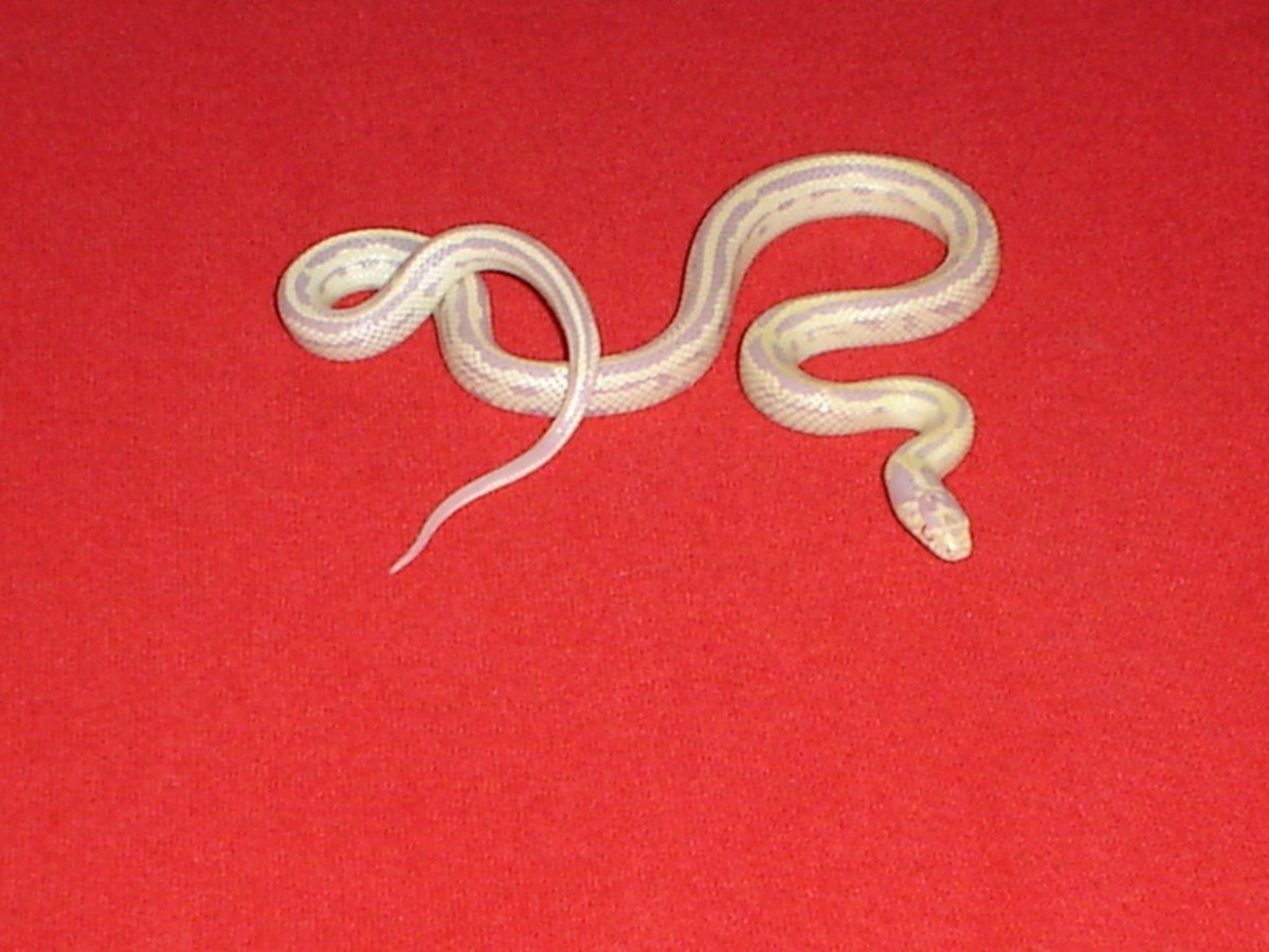 Here is Our Lavender (Striped Albino Califorina King)