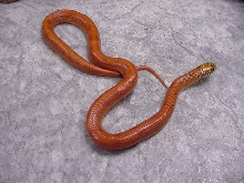 patternless orange hypo brooksi-goini