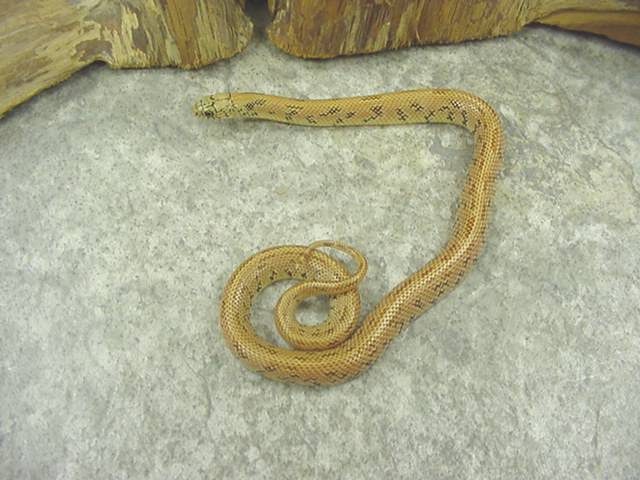 almost patternless tan hypo brooksi-goini