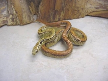 striped hypo brooksi-goini BELL