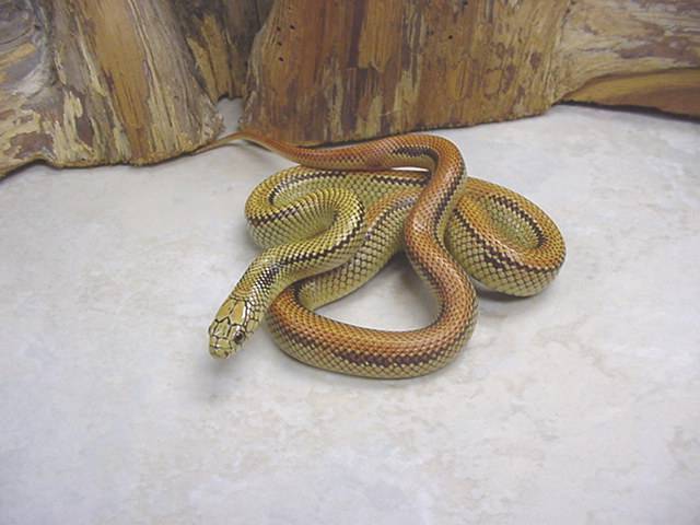 striped hypo brooksi-goini BELL