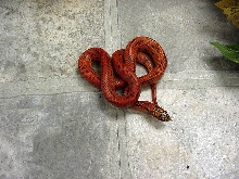 red hypo brooksi-goini Bell