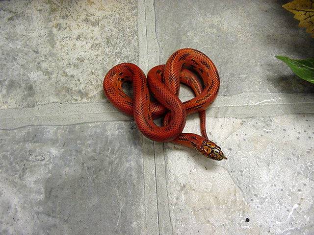 red hypo brooksi-goini Bell