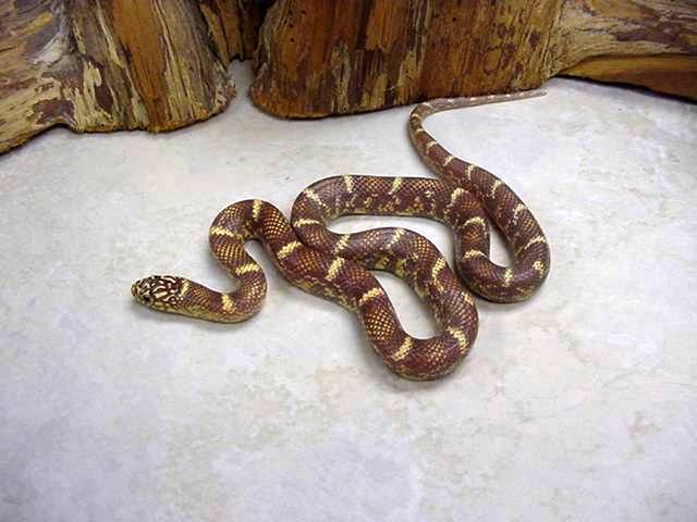 super hypo brooksi-goini BELL