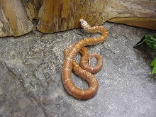 super hypo brooksi-goini 1 BELL