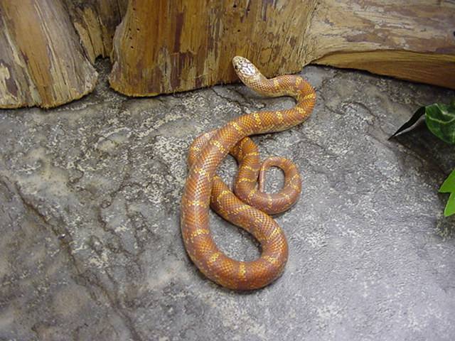 super hypo brooksi-goini 1 BELL