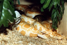 2 alb burms and 1 retic in the 80's crutchfield