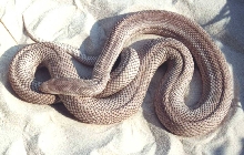 female s pine patternless