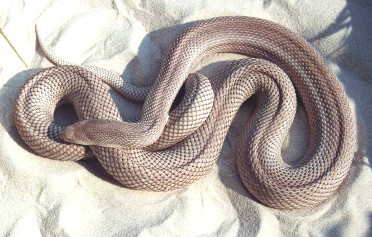 female s pine patternless