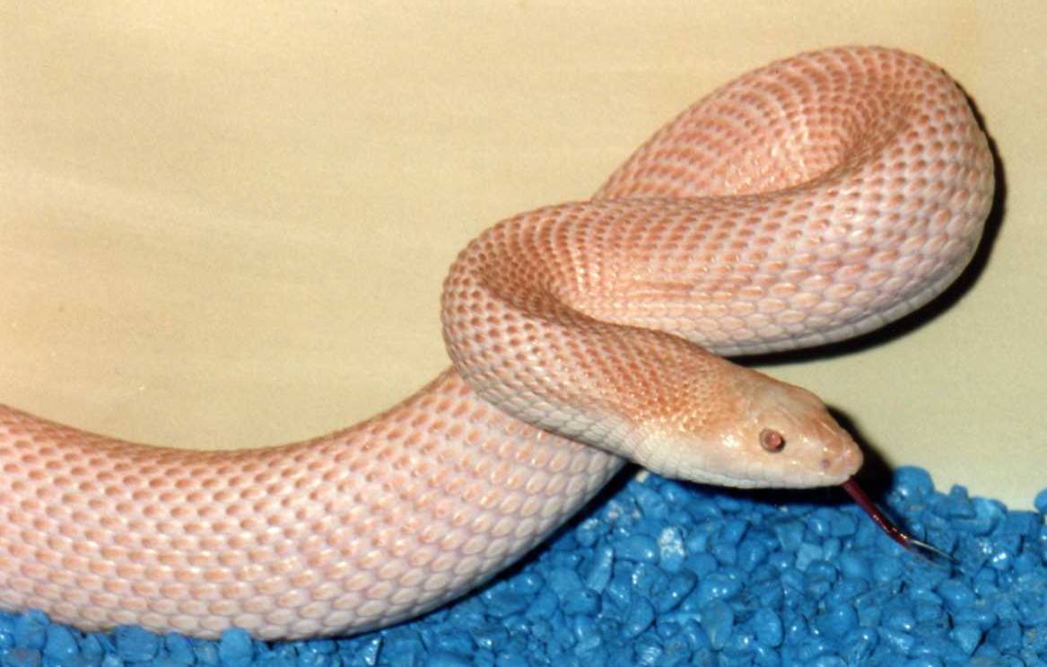 luecsistic s pine patternless