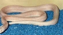 luecsistic s pine patternless 1