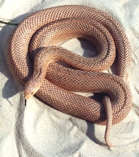 Red N Pine x Patternless S Pine 1