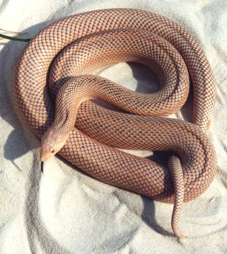 Red N Pine x Patternless S Pine 1