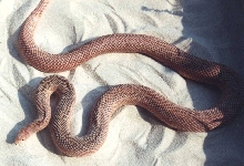 Red N Pine x Patternless S Pine