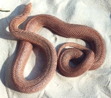 Red N Pine x Patternless S Pine 2