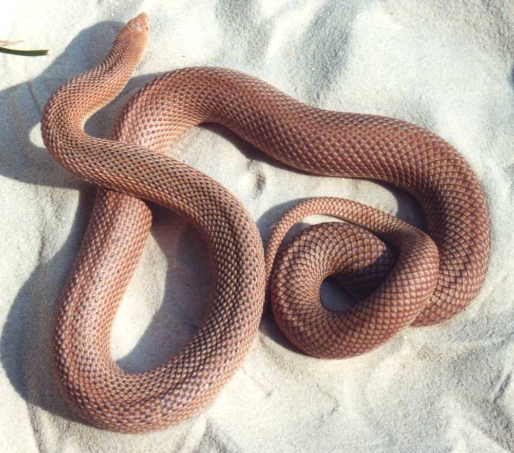 Red N Pine x Patternless S Pine 2