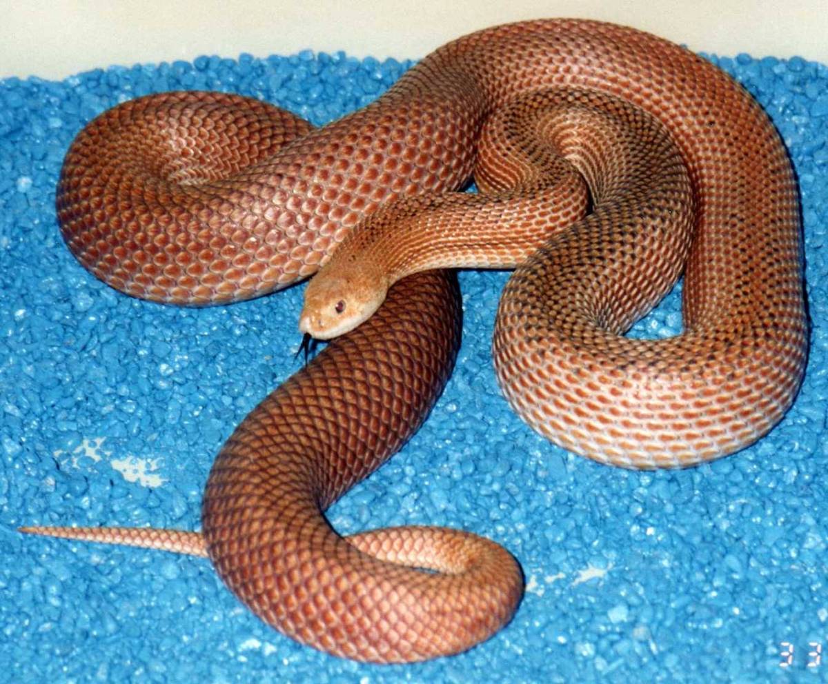 Red N Pine x Patternless S Pine 3