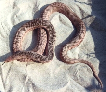 Red N Pine x  S Patternless Pine  5