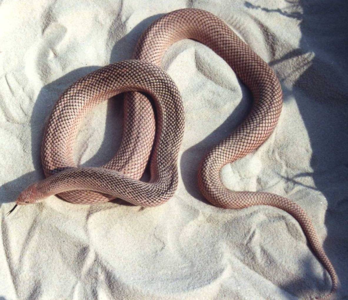 Red N Pine x  S Patternless Pine  5