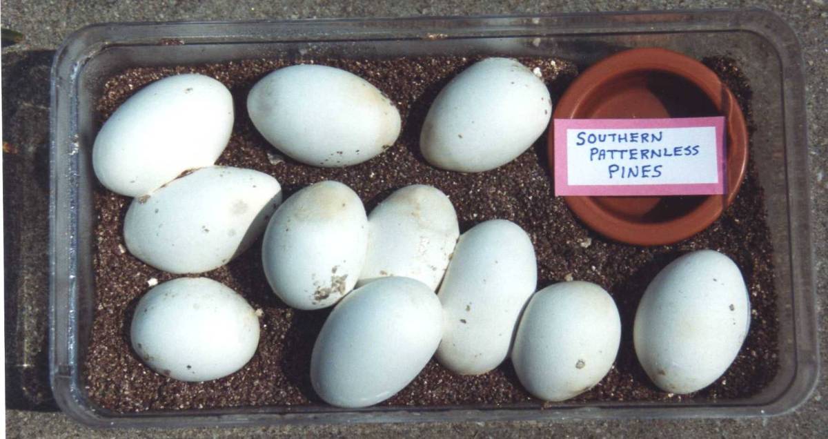 Patternless S Pine Eggs