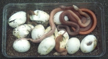 Patternless S Pine Eggs hatching 1
