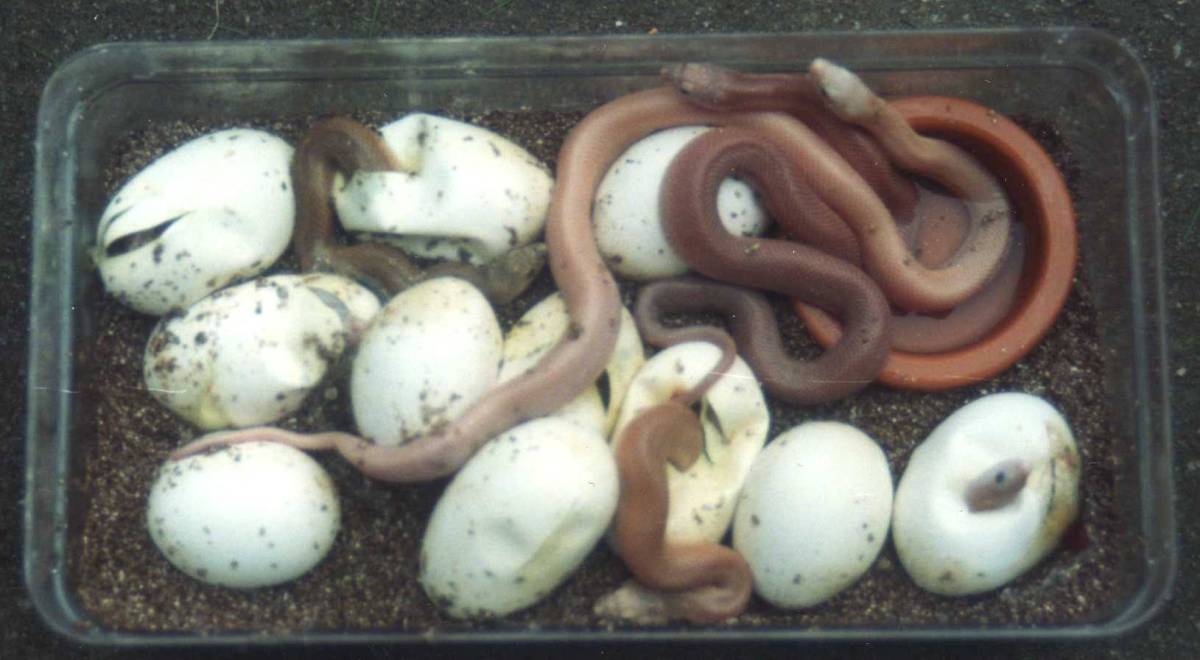 Patternless S Pine Eggs hatching 1