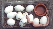 Patternless S Pine Eggs hatching
