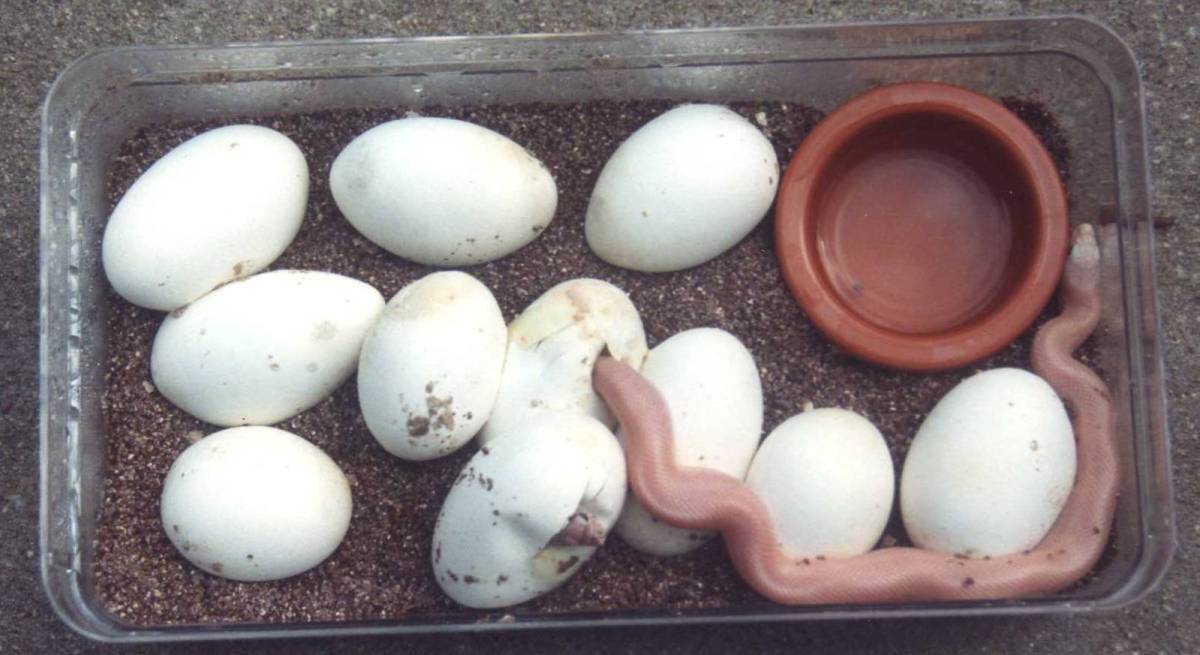 Patternless S Pine Eggs hatching