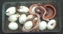 Patternless S Pine Eggs hatching 1