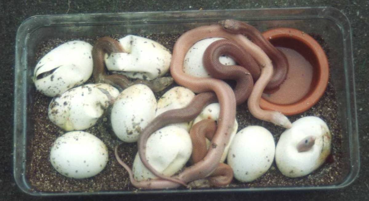 Patternless S Pine Eggs hatching 1