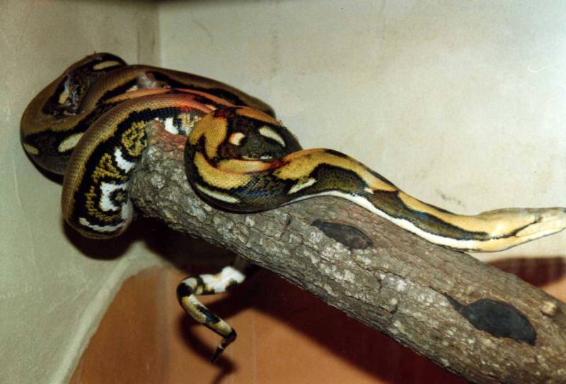 an aberrant striped retic in the 80's crutchfield