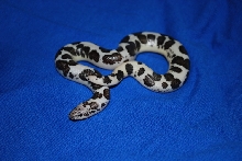 Anery 50% Dodoma Sand Boa