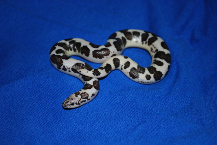 Anery 50% Dodoma Sand Boa