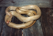 blackratmorph