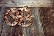 brindleblackrat
