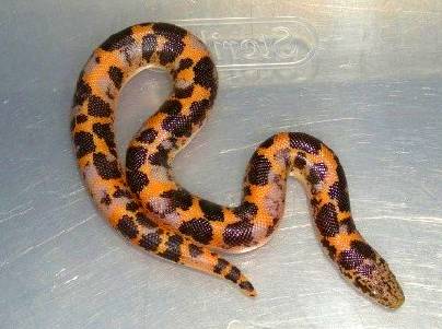 calico kenyan