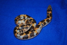 Calico Sand Boa
