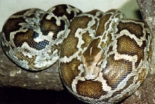 indian python crutchfield in the 80's