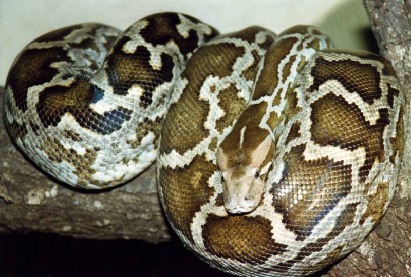 indian python crutchfield in the 80's