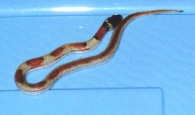 partial patternless LA Milk1