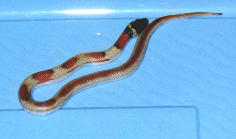 partial patternless LA Milk1