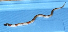 partial patternless LA Milk