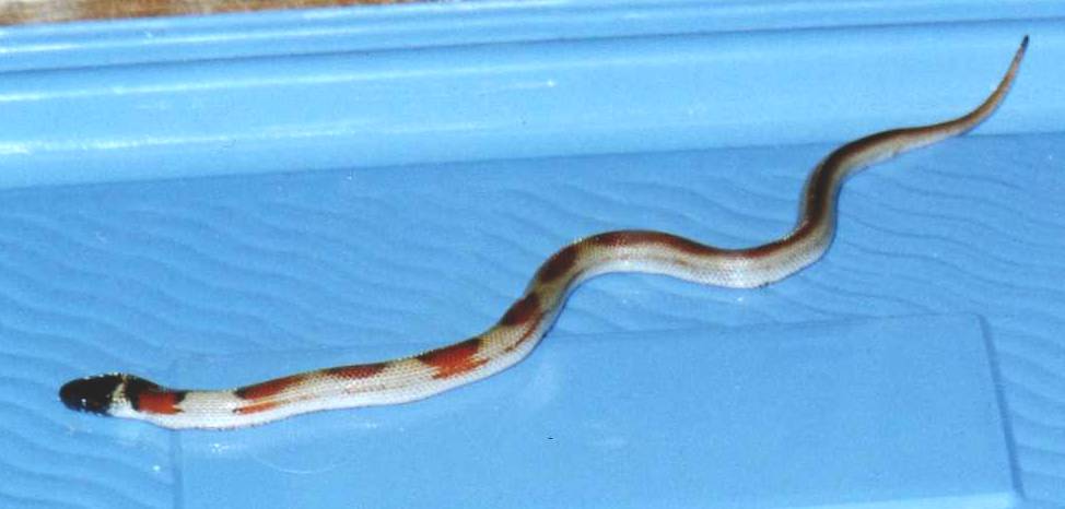 partial patternless LA Milk