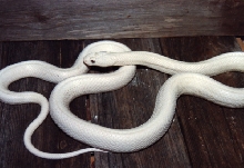 luecistic texas rat 1
