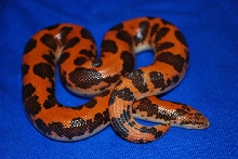 Nucluer Meltdown Sand Boa