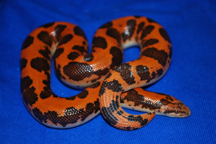 Nucluer Meltdown Sand Boa