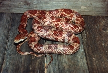 rusty black rat