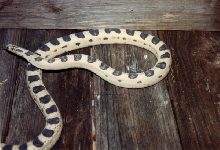 Scaleless Mole King Snake 2